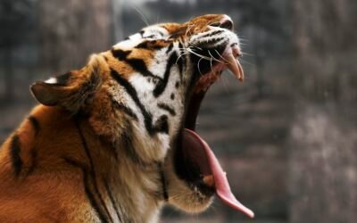 Claiming Space: Boundary-Setting as a South Asian Person